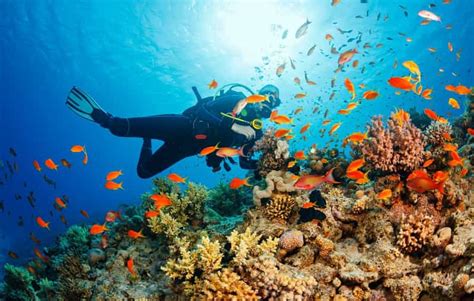 best snorkeling in cebu|The BEST Cebu City Snorkeling 2024 .